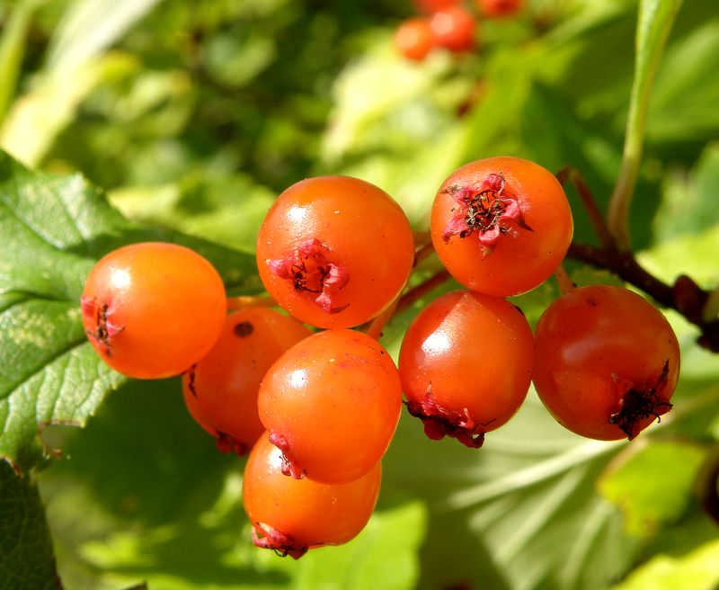 Image of Crataegus maximowiczii specimen.