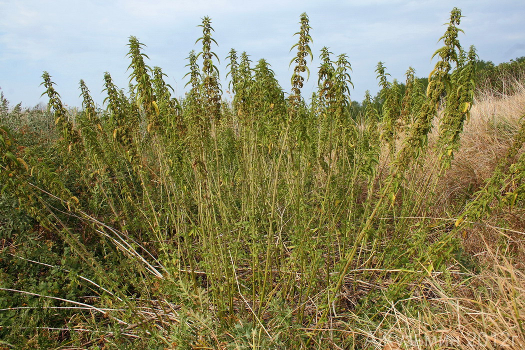 Изображение особи Urtica dioica.