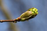 Acer platanoides