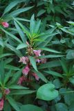 Impatiens balsamina