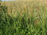 Typha latifolia