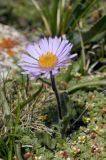 Erigeron heterochaeta