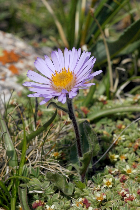 Изображение особи Erigeron heterochaeta.