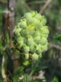 Adonis vernalis. Плод (многоорешек). Украина, Запорожский р-н, Дурная балка, разнотравная степь. 02.05.2012.