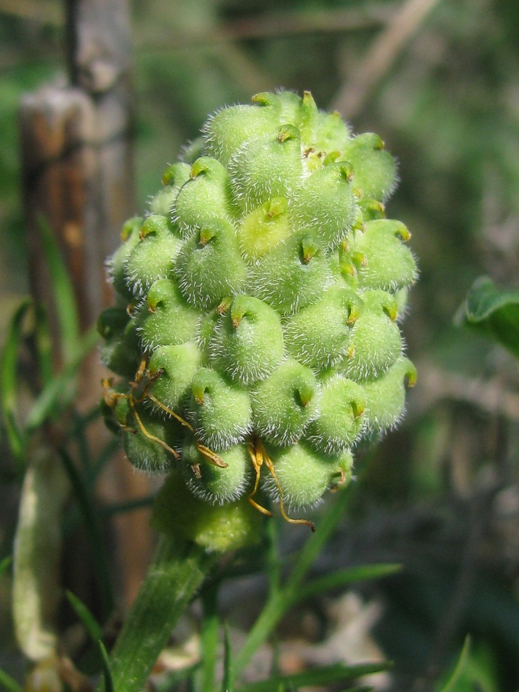 Image of Adonis vernalis specimen.