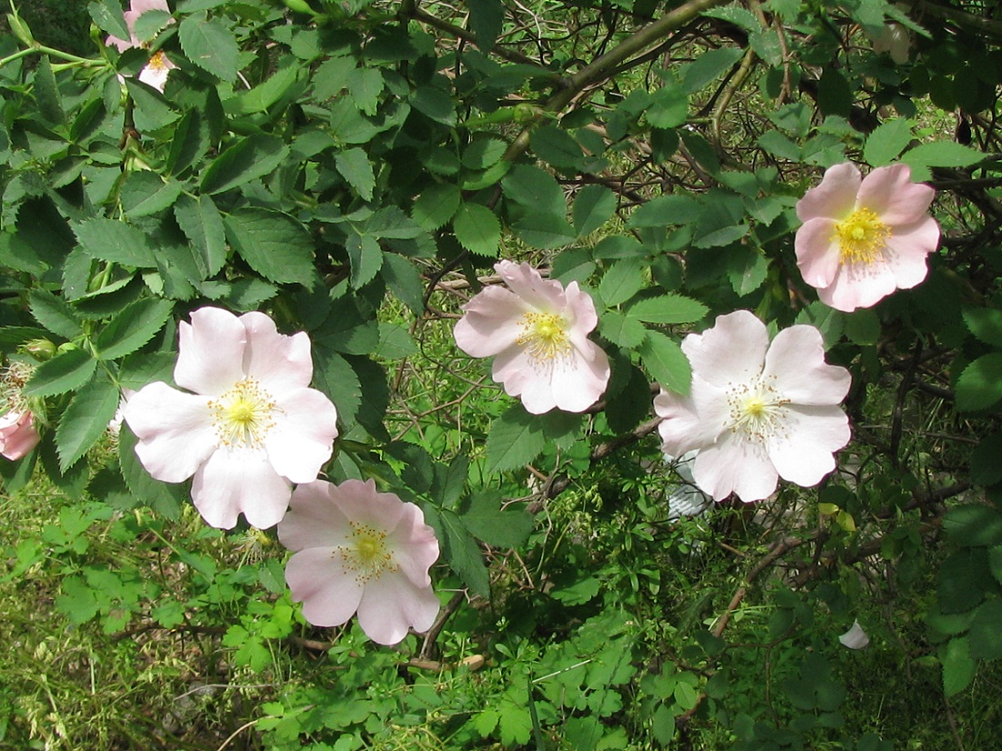 Изображение особи Rosa canina.