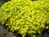 Sedum acre