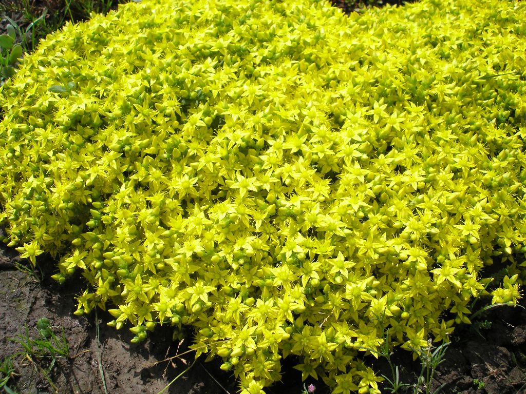 Изображение особи Sedum acre.