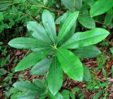 Rhododendron ponticum