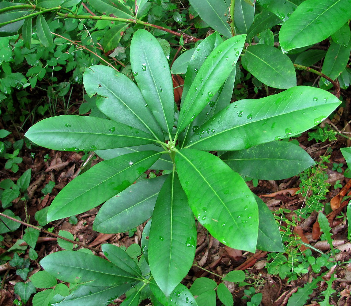 Изображение особи Rhododendron ponticum.