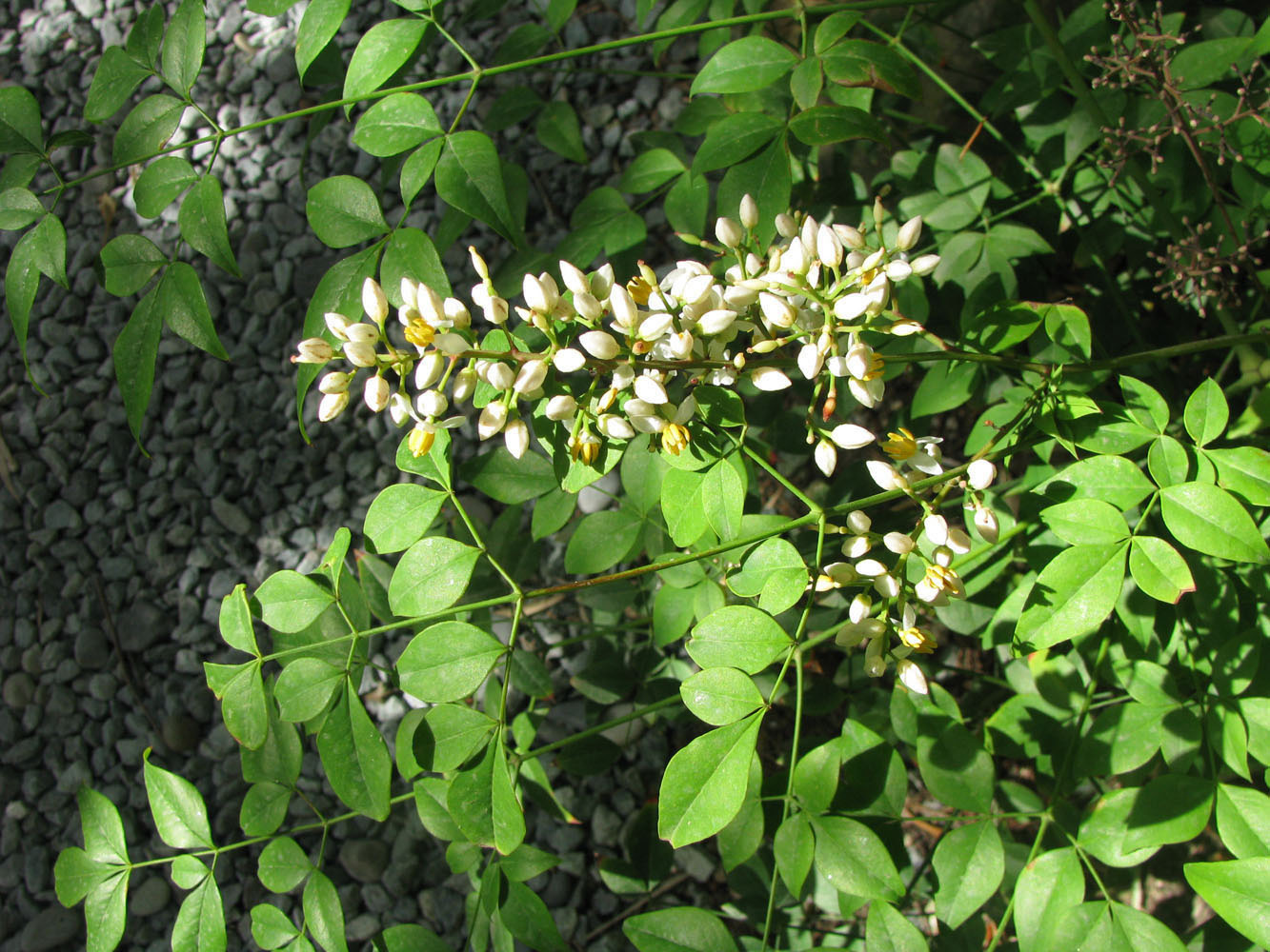 Image of Nandina domestica specimen.