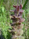Ajuga orientalis. Верхушка отцветающего растения. Север Краснодарского края, склон у р. Ея между станицами Кущевская и Кисляковская (Бугелы). 17.05.2009.