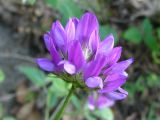 Psoralea bituminosa ssp. pontica