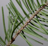 Pseudotsuga menziesii. Средняя часть побега (обратная сторона). Германия, г. Кемпен, в частном саду. 03.03.2013.