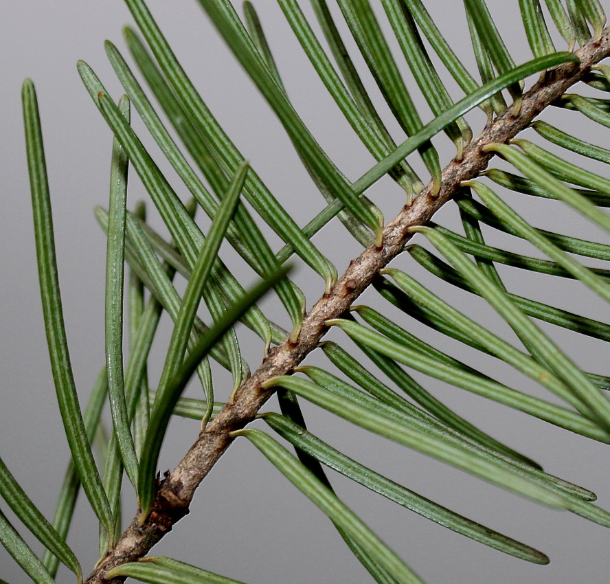 Image of Pseudotsuga menziesii specimen.