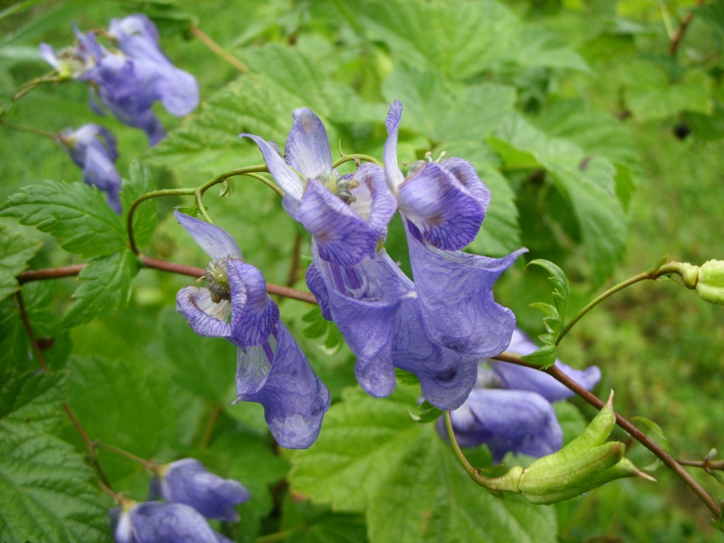 Image of Aconitum sczukinii specimen.