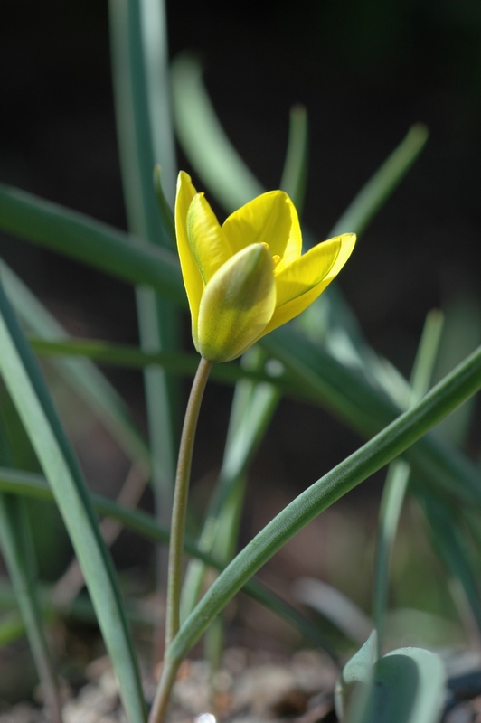 Image of Tulipa uniflora specimen.