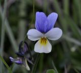 Viola macedonica