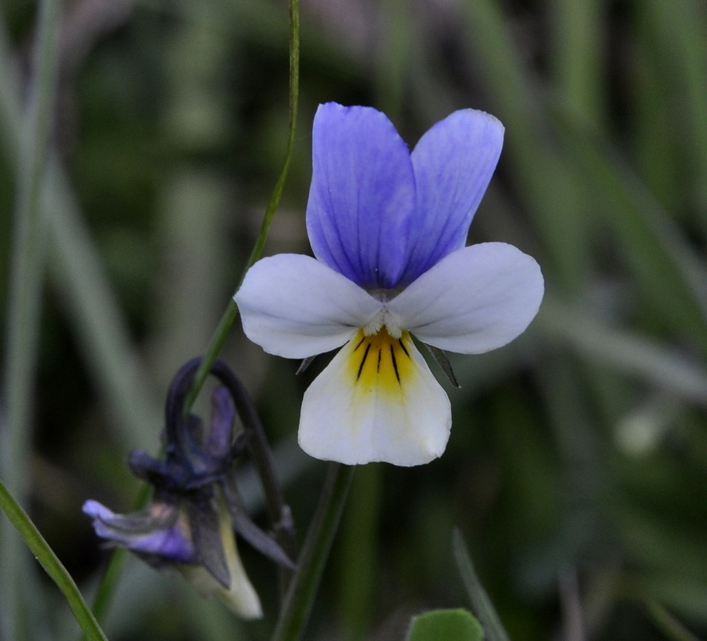 Изображение особи Viola macedonica.