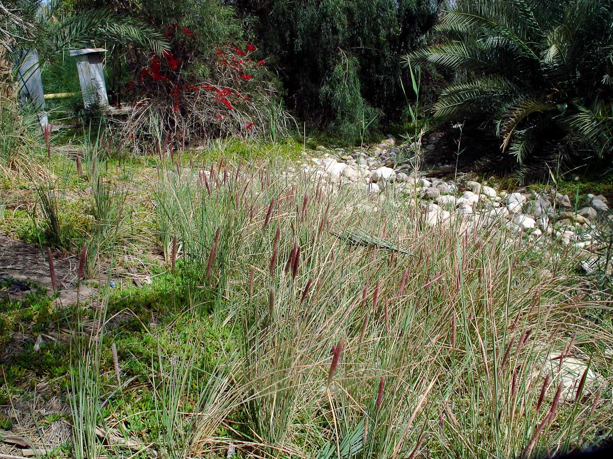 Image of Imperata cylindrica specimen.