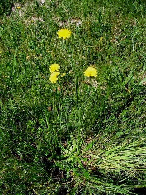 Image of Hypochaeris radicata specimen.