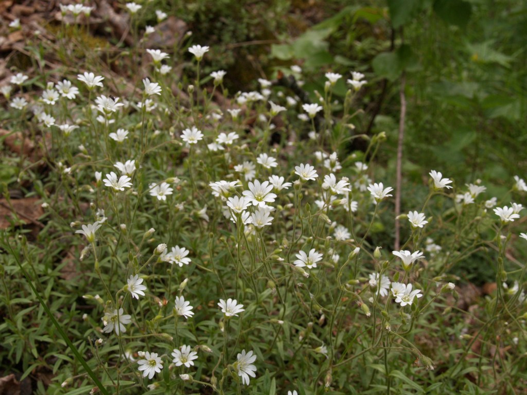 Image of Cerastium uralense specimen.