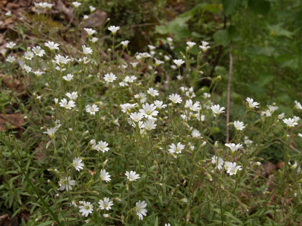 Изображение особи Cerastium uralense.