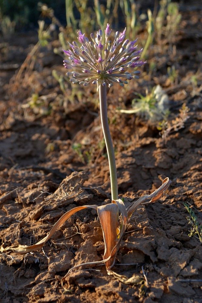 Изображение особи Allium caspium.