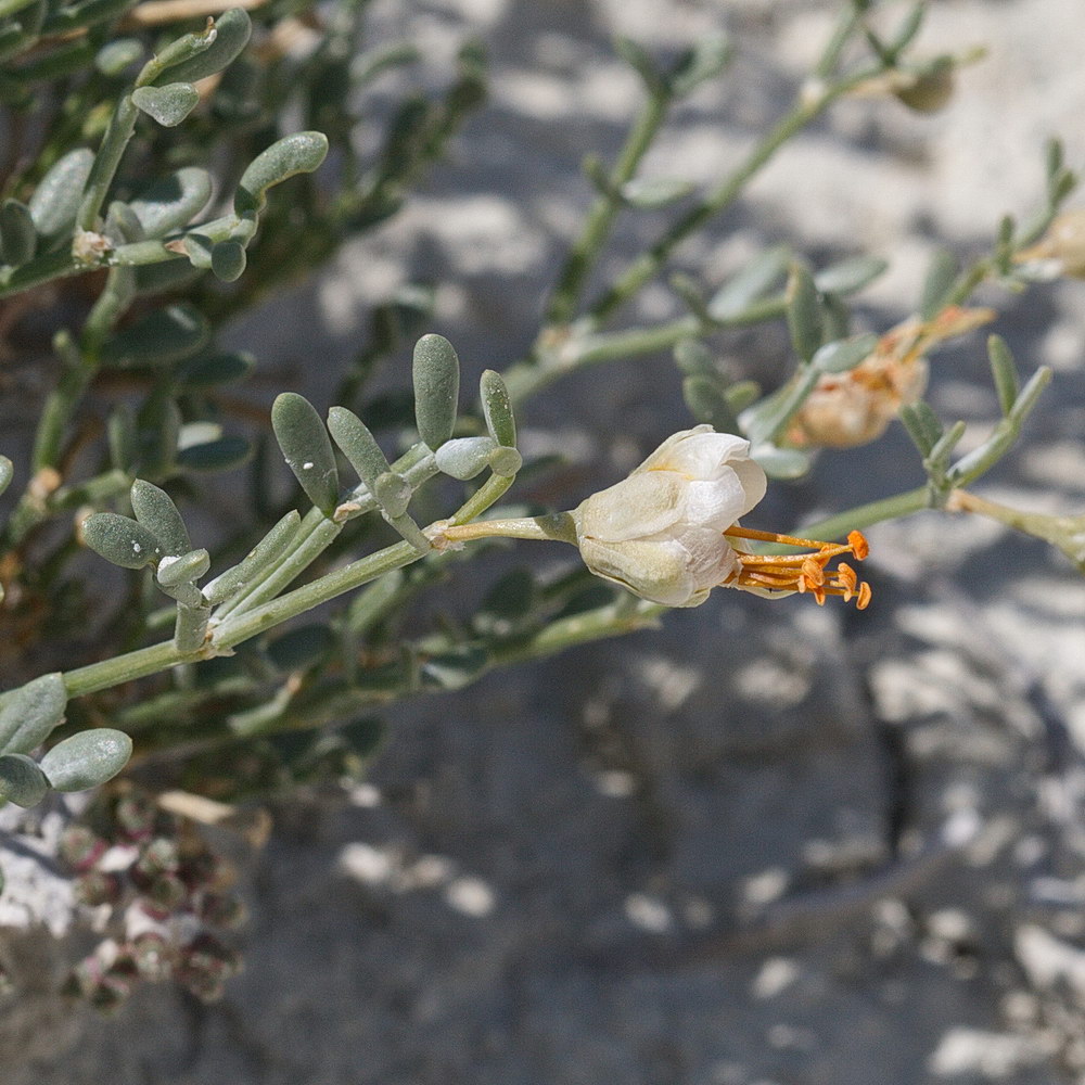 Image of Zygophyllum turcomanicum specimen.