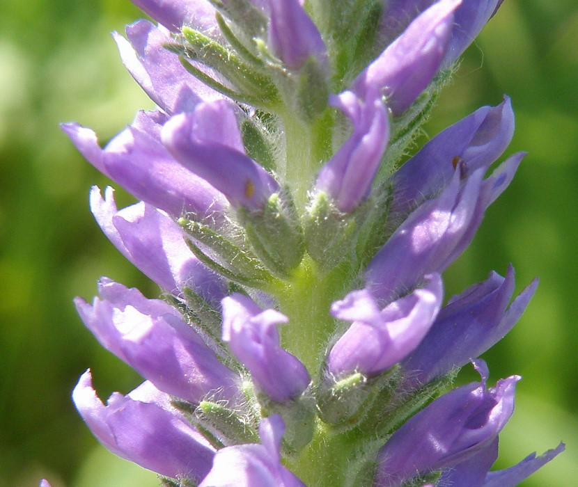 Image of Veronica spicata specimen.