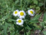 Erigeron annuus. Часть побега с соцветиями. Тамбовская обл., Петровский р-н, с. Петровское, парк. 07.06.2013.