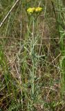 Achillea micrantha. Цветущее растение. Ростовская обл., Азовский р-н, побережье Таганрогского залива в окр. косы Очаковская. 04.07.2012.