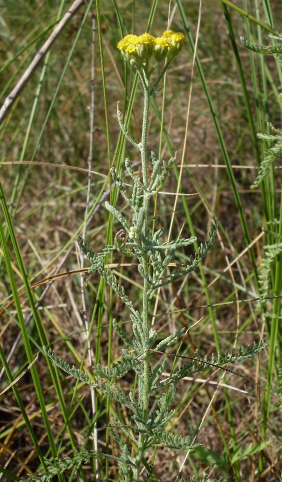 Изображение особи Achillea micrantha.