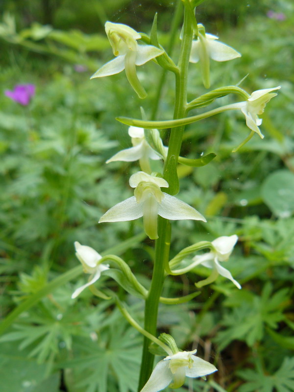 Image of Platanthera chlorantha specimen.