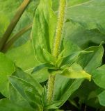 Lychnis chalcedonica