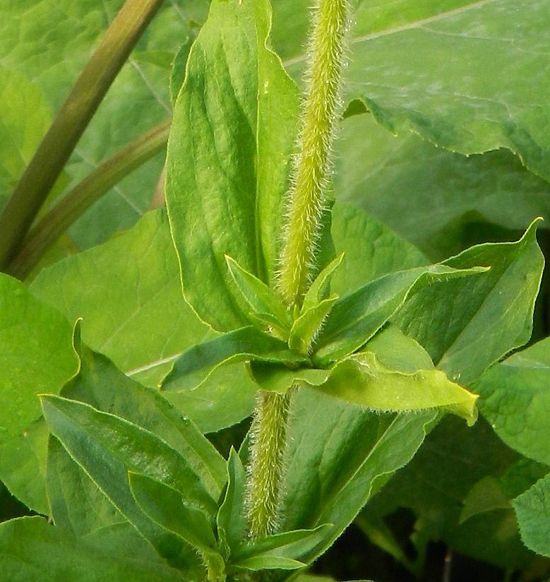 Изображение особи Lychnis chalcedonica.