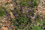 Campanula taurica