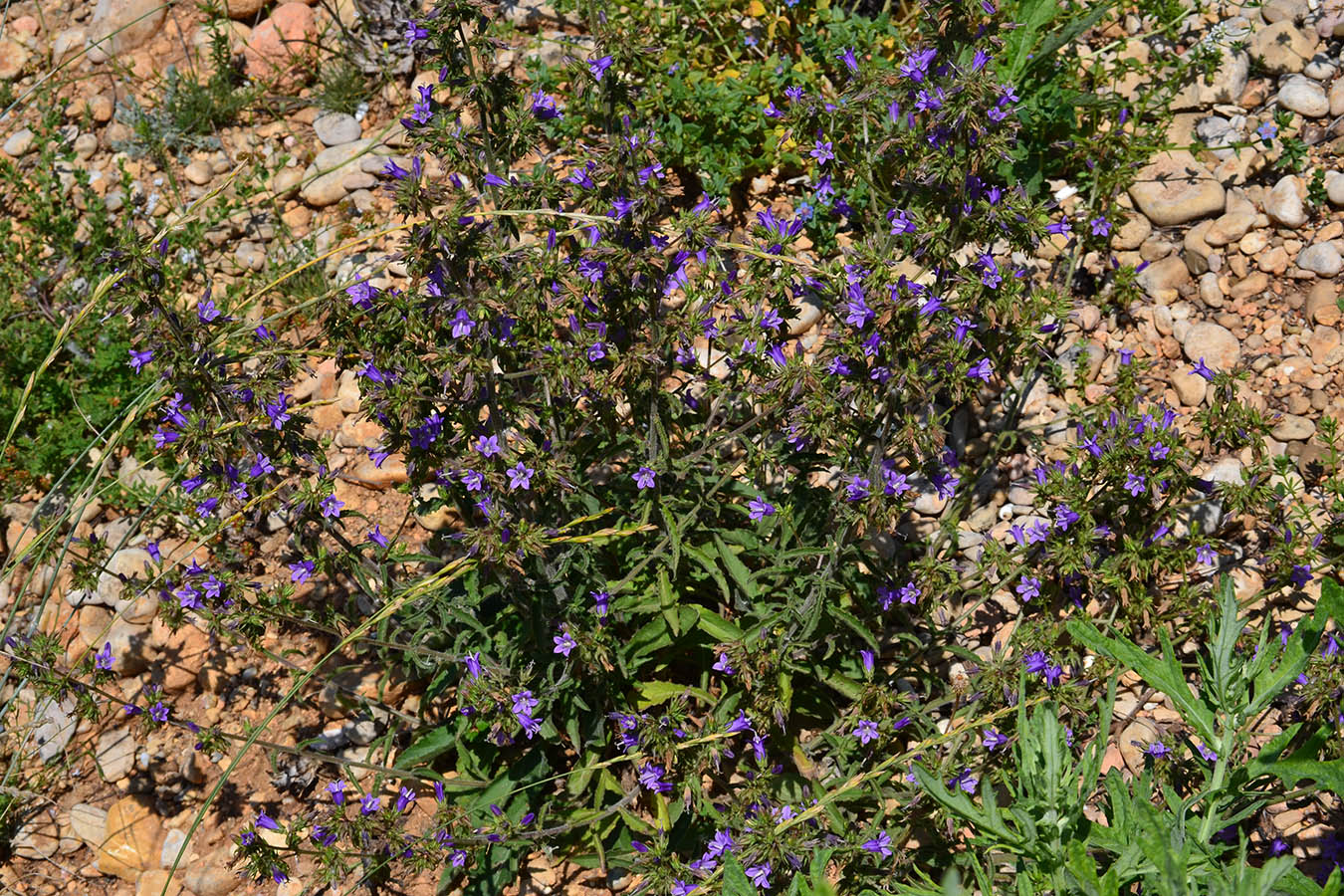 Image of Campanula taurica specimen.