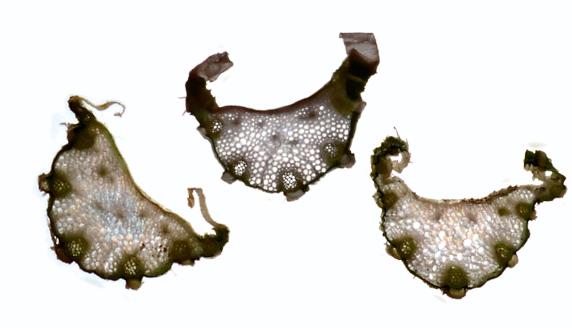 Image of Torilis japonica specimen.