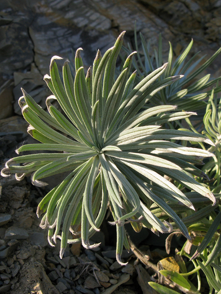 Изображение особи Onosma polyphylla.