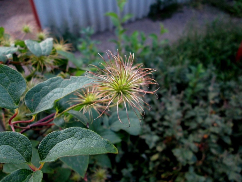 Изображение особи Clematis × jackmanii.