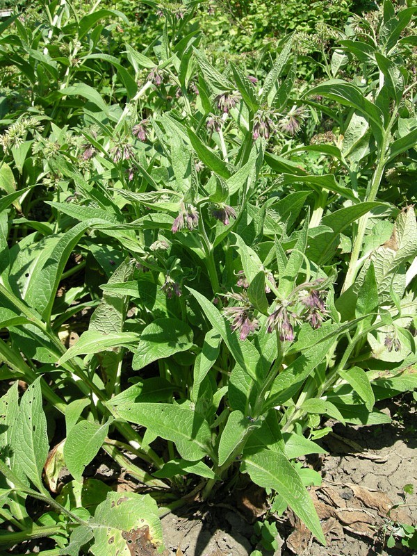 Изображение особи Symphytum officinale.