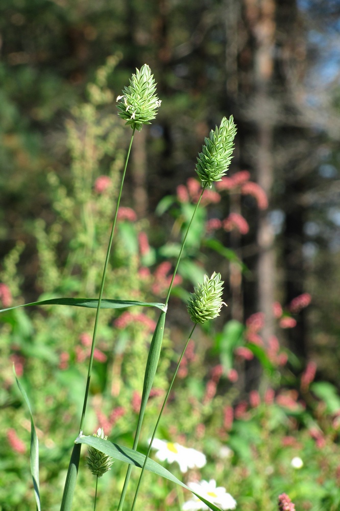 Image of Phalaris canariensis specimen.