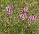 Polygala major. Цветущее растение. Черноморское побережье Кавказа, Геленджикский р-н, гора Солдатский Бугор, луговая степь, выс. около 480 м н.у.м. 7 мая 2012 г.