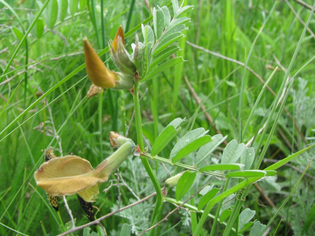 Image of Vicia grandiflora specimen.
