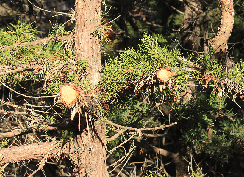 Изображение особи Juniperus excelsa.