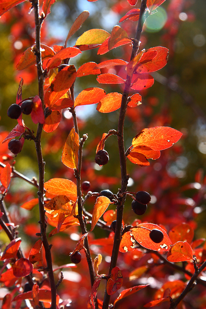 Изображение особи Cotoneaster melanocarpus.
