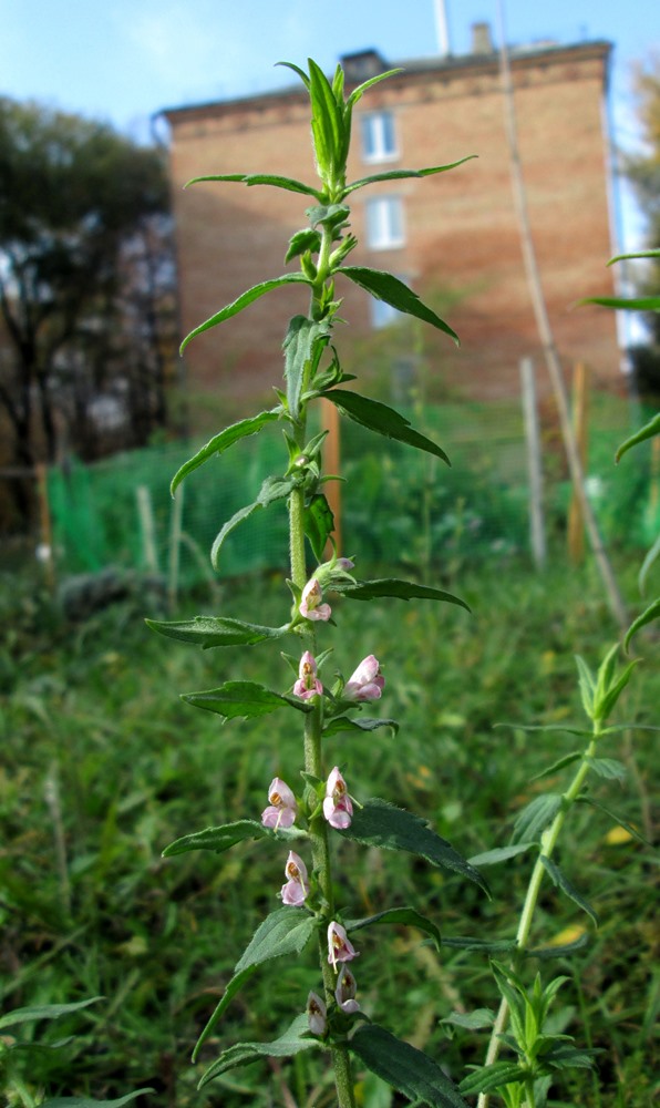 Изображение особи Odontites vulgaris.