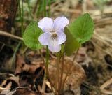Viola selkirkii. Верхушка цветущего растения. Приморский край, Уссурийский р-н, с. Горнотаёжное. 05.05.2013.