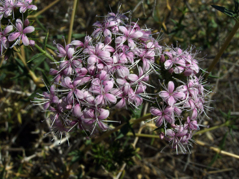 Изображение особи Acanthophyllum borsczowii.